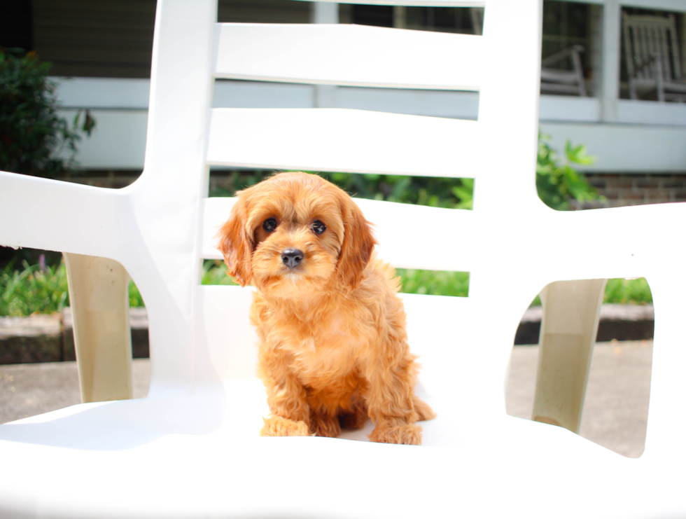 Cavapoo Puppy for Adoption