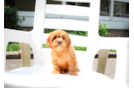 Cavapoo Puppy for Adoption