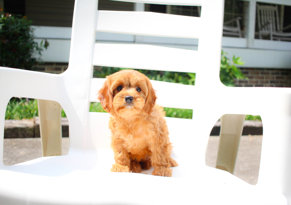 Cavapoo Puppy for Adoption