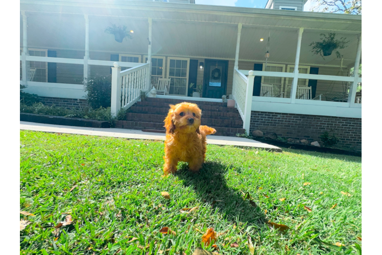 Cute Cavapoo Baby