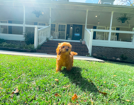 12 week old Cavapoo Puppy For Sale - Simply Southern Pups