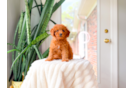 Cute Cavapoo Baby
