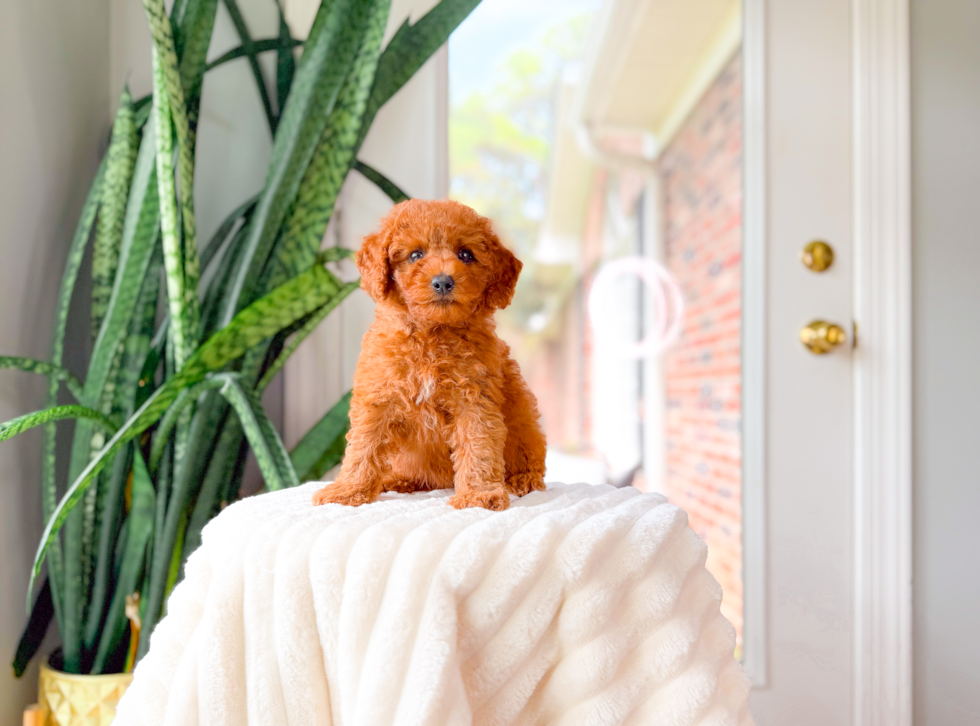Cute Cavapoo Baby