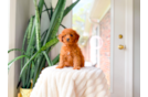 Cavapoo Pup Being Cute