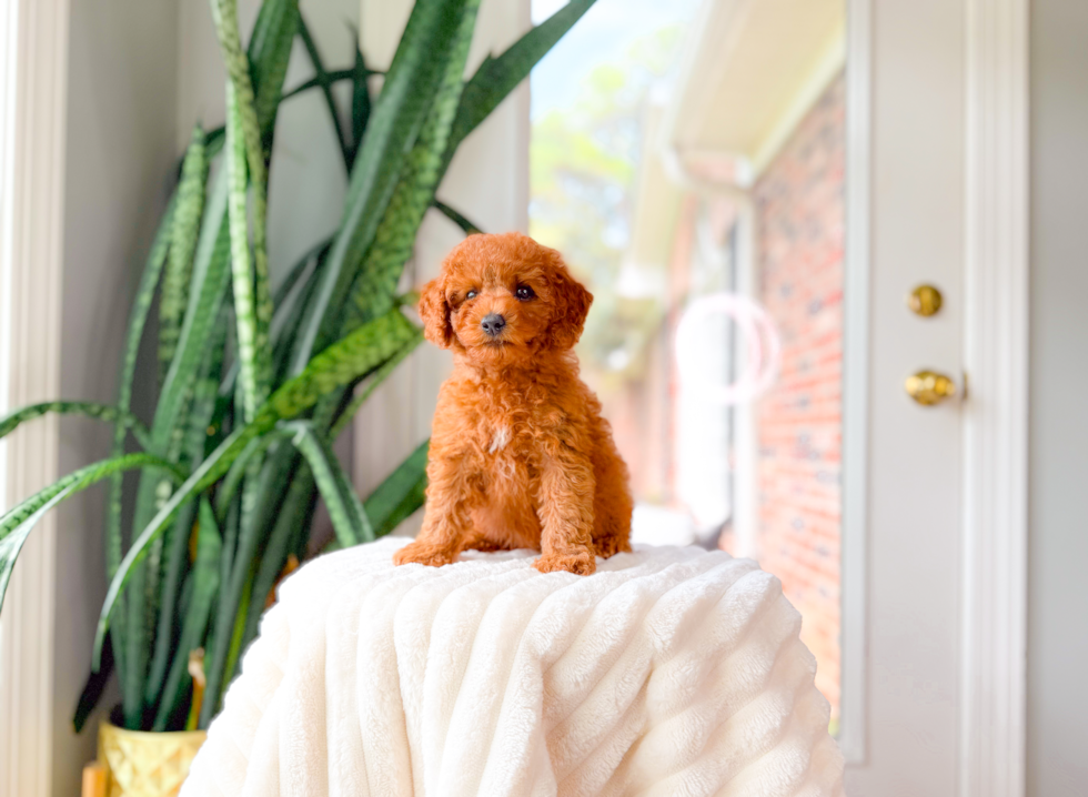 Cavapoo Pup Being Cute