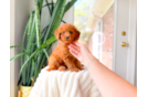 Cute Cavapoo Baby