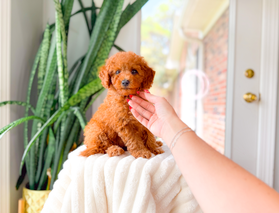 Cute Cavapoo Baby