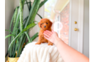 Cute Cavapoo Poodle Mix Pup