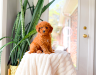 11 week old Cavapoo Puppy For Sale - Simply Southern Pups
