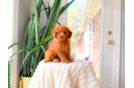Cute Cavapoo Poodle Mix Pup