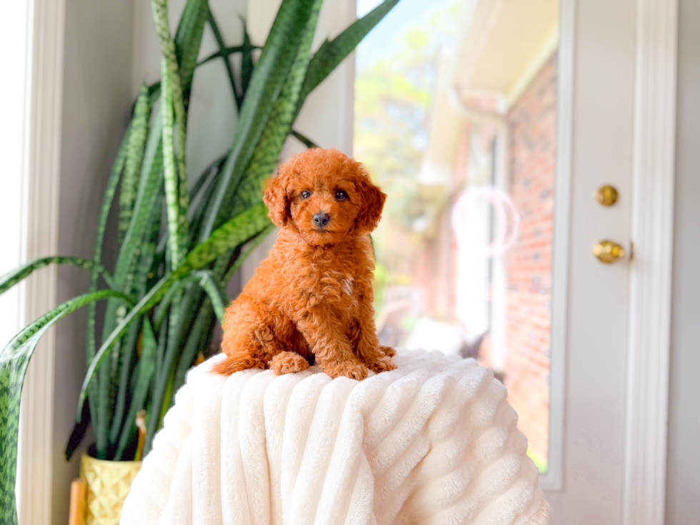 Cute Cavapoo Poodle Mix Pup