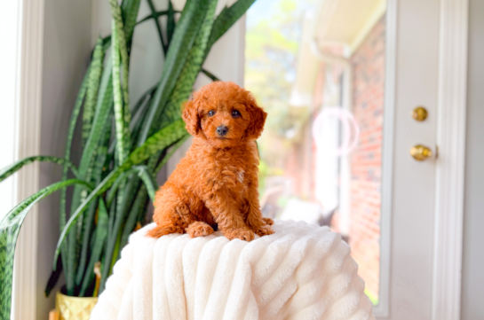 Cute Cavapoo Poodle Mix Pup