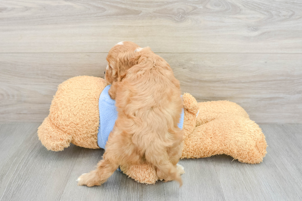 Cavapoo Pup Being Cute