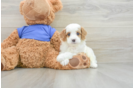 Cavapoo Puppy for Adoption