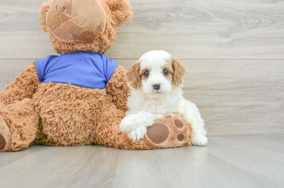 6 week old Cavapoo Puppy For Sale - Simply Southern Pups