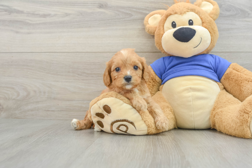 Adorable Cavalier King Charles Spaniel and Poodle Mix Poodle Mix Puppy