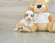 7 week old Cavapoo Puppy For Sale - Simply Southern Pups