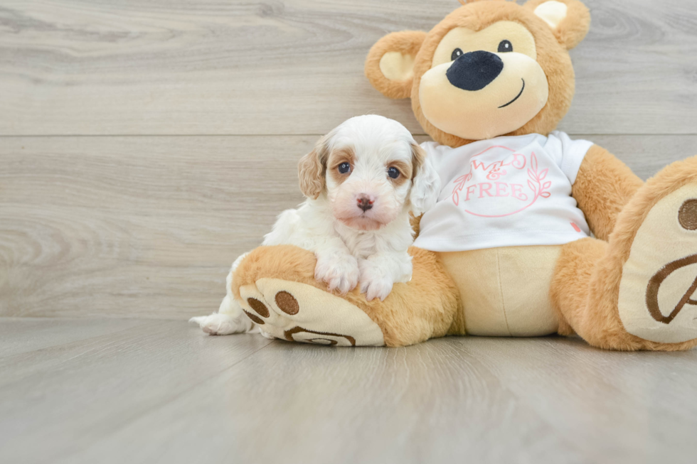 Cavapoo Pup Being Cute