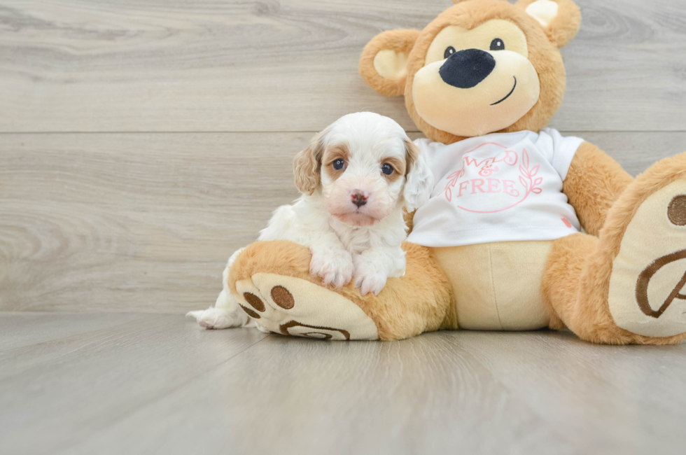 7 week old Cavapoo Puppy For Sale - Simply Southern Pups