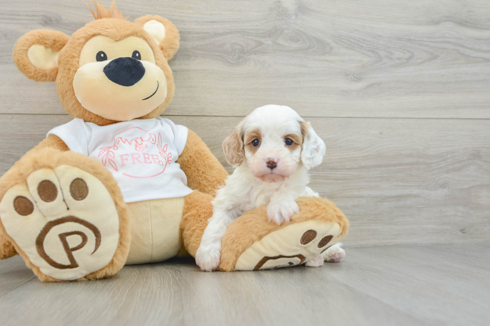 Fluffy Cavapoo Poodle Mix Pup