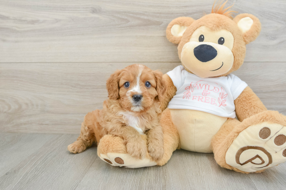 7 week old Cavapoo Puppy For Sale - Simply Southern Pups