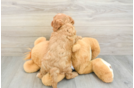 Cavapoo Pup Being Cute