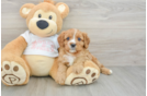Fluffy Cavapoo Poodle Mix Pup