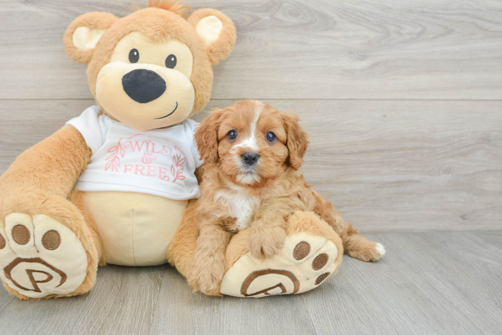 Fluffy Cavapoo Poodle Mix Pup