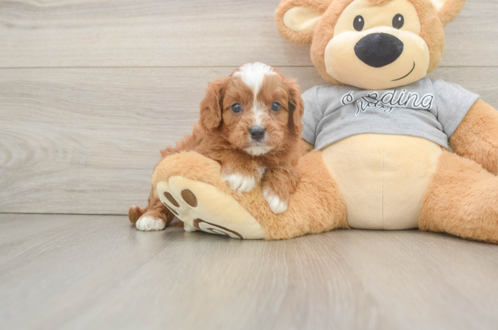 5 week old Cavapoo Puppy For Sale - Simply Southern Pups