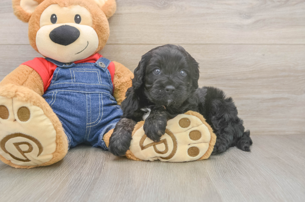 5 week old Cavapoo Puppy For Sale - Simply Southern Pups