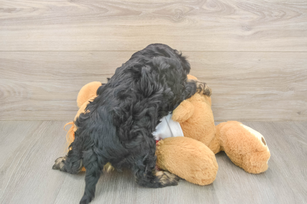 Meet Ray - our Cavapoo Puppy Photo  3/3 - Simply Southern Pups Popular Cavapoo Poodle Mix Pup