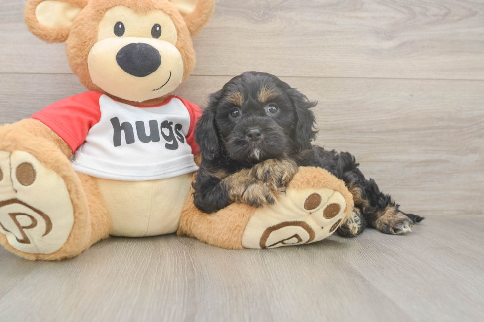 Meet Ray - our Cavapoo Puppy Photo  2/3 - Simply Southern Pups Friendly Cavapoo Baby