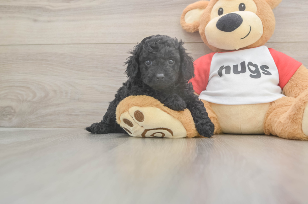 5 week old Cavapoo Puppy For Sale - Simply Southern Pups