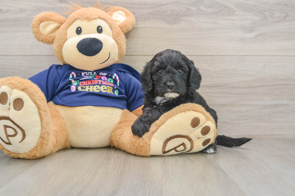 5 week old Cavapoo Puppy For Sale - Simply Southern Pups