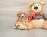 7 week old Cavapoo Puppy For Sale - Simply Southern Pups