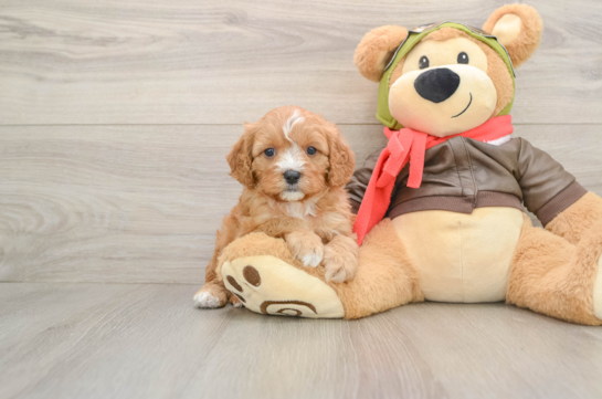 Cavapoo Puppy for Adoption