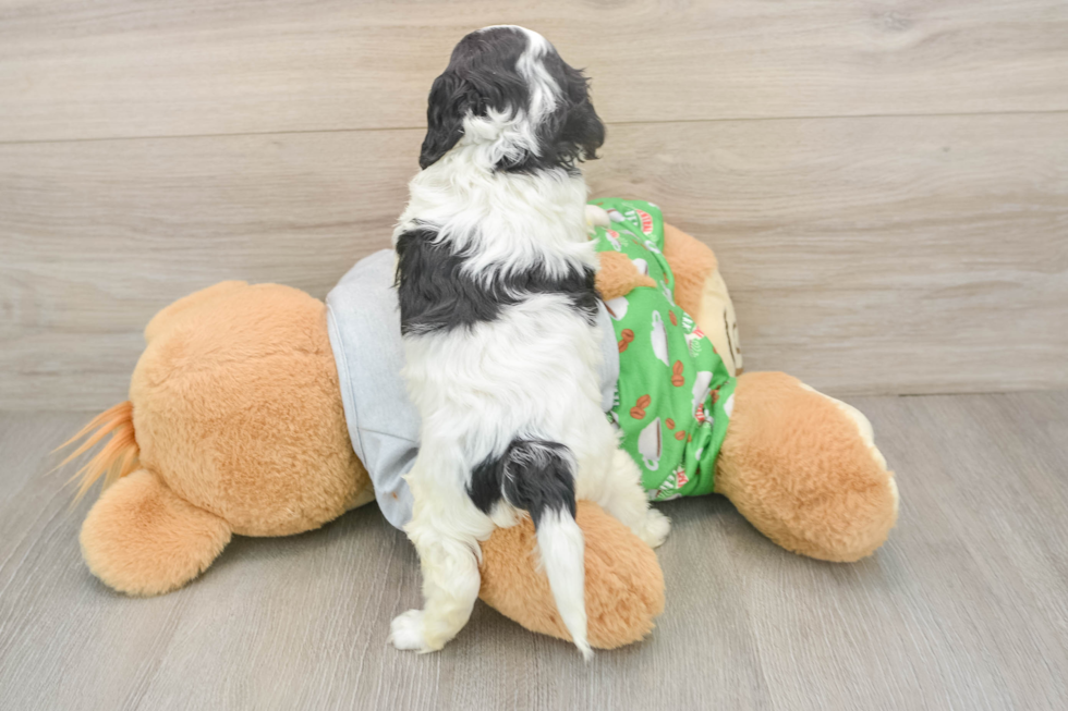 Cavapoo Puppy for Adoption