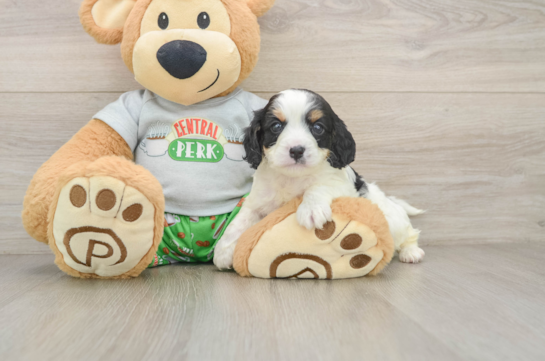 RAY, a Cavapoo littermate