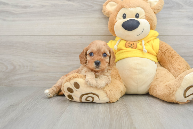 Cavapoo Puppy for Adoption