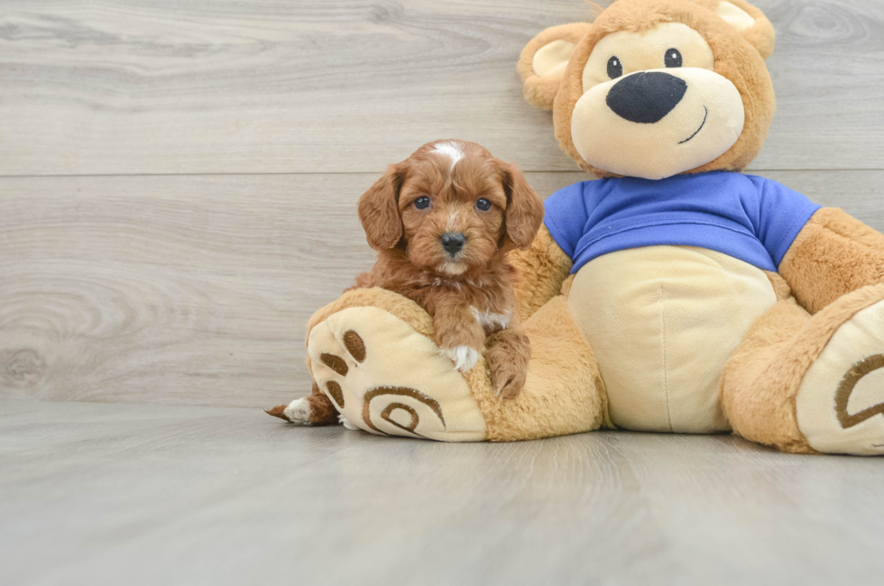 5 week old Cavapoo Puppy For Sale - Simply Southern Pups