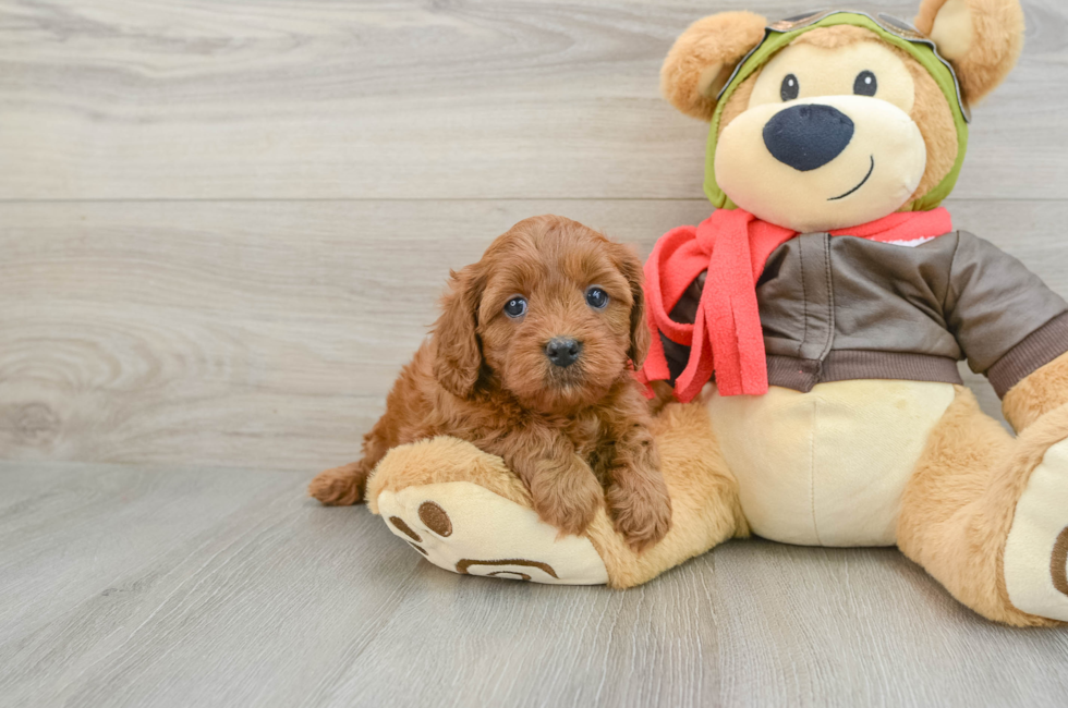 6 week old Cavapoo Puppy For Sale - Simply Southern Pups