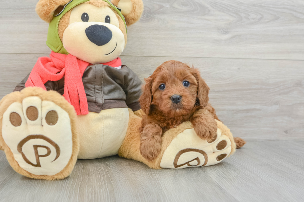 Cavapoo Puppy for Adoption