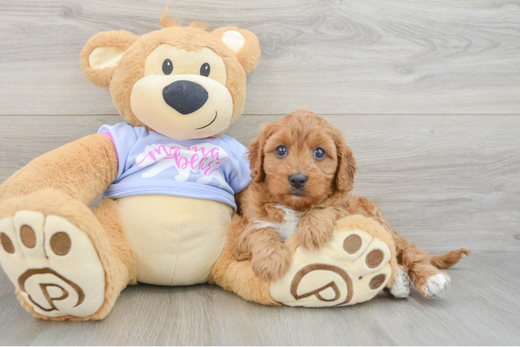 Sweet Cavapoo Baby