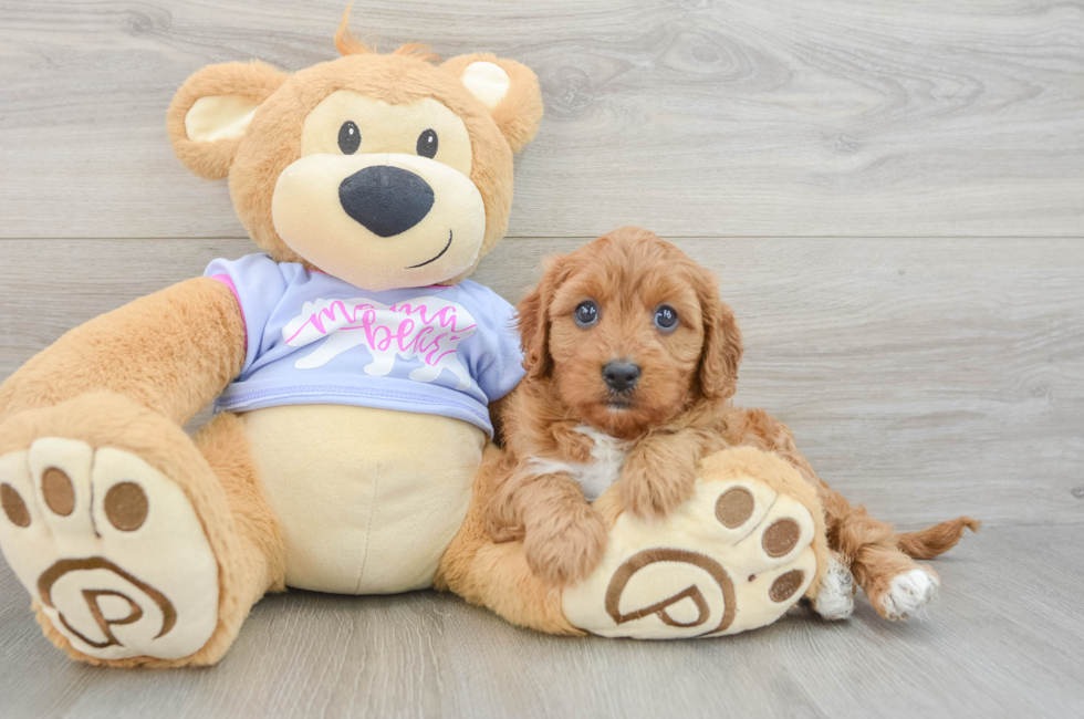 7 week old Cavapoo Puppy For Sale - Simply Southern Pups