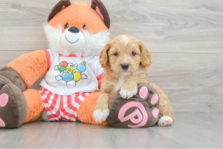 Adorable Cavalier King Charles Spaniel and Poodle Mix Poodle Mix Puppy