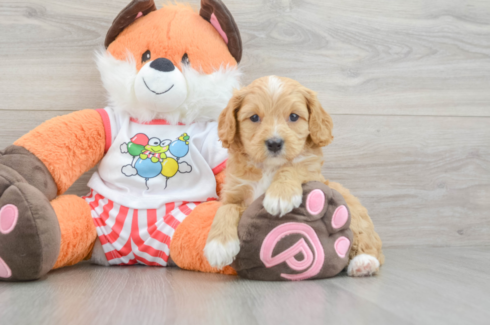 7 week old Cavapoo Puppy For Sale - Simply Southern Pups