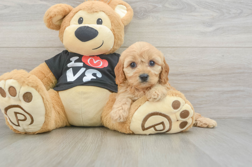 5 week old Cavapoo Puppy For Sale - Simply Southern Pups