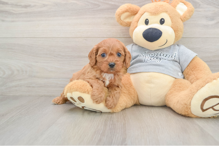 Cavapoo Puppy for Adoption