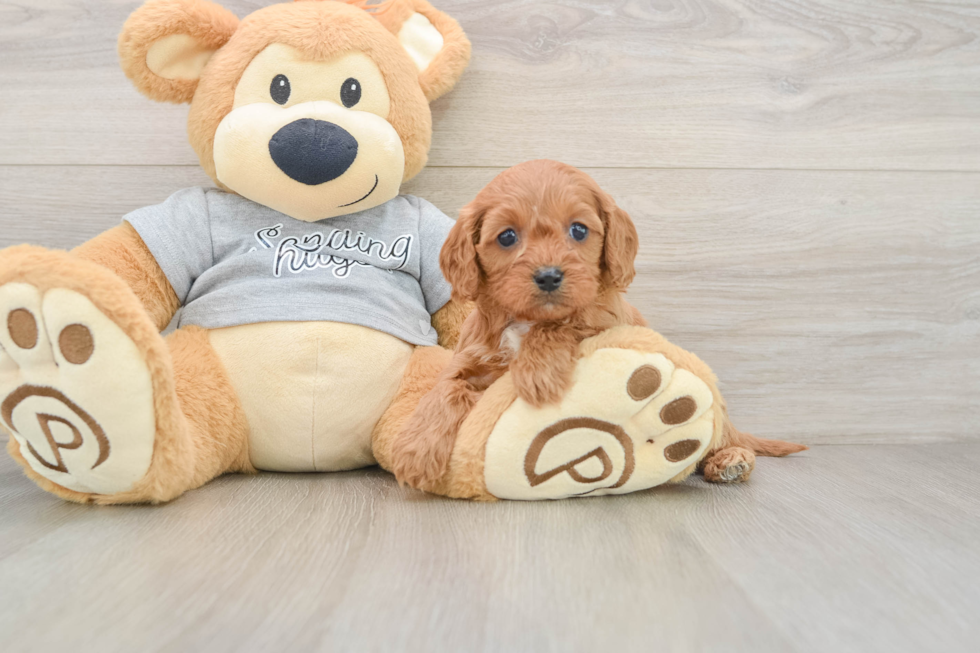 Best Cavapoo Baby
