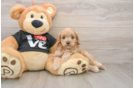 Cavapoo Pup Being Cute